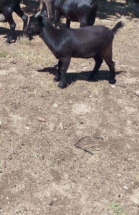 Cabras anãs novinhas