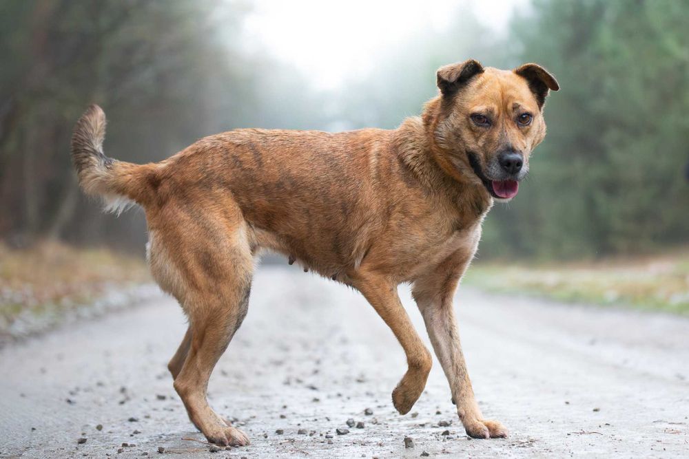 Piękna jasna sunia Sella szuka aktywnego opiekuna na zawsze