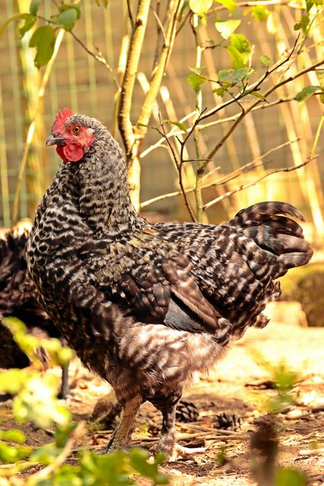 Młode KOGUTKI (mix) zmienią kurnik.