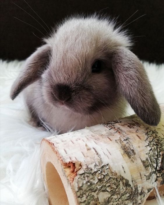 Mini lop baranek królik miniaturka