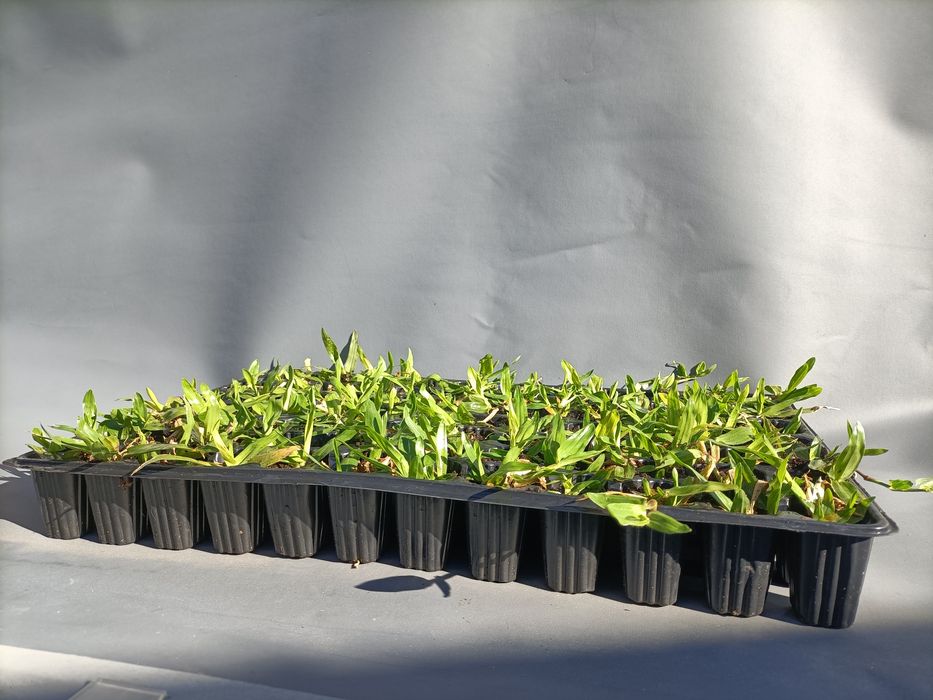 Relva Brasileira Bom Preço