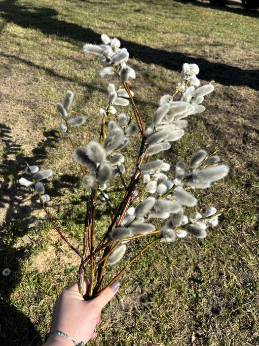 Galazki wierzbowe bazie kotki na szt