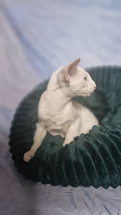 Peterbald koteczka