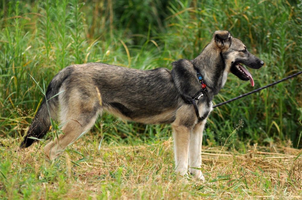 Молодая девочка в поиске дома