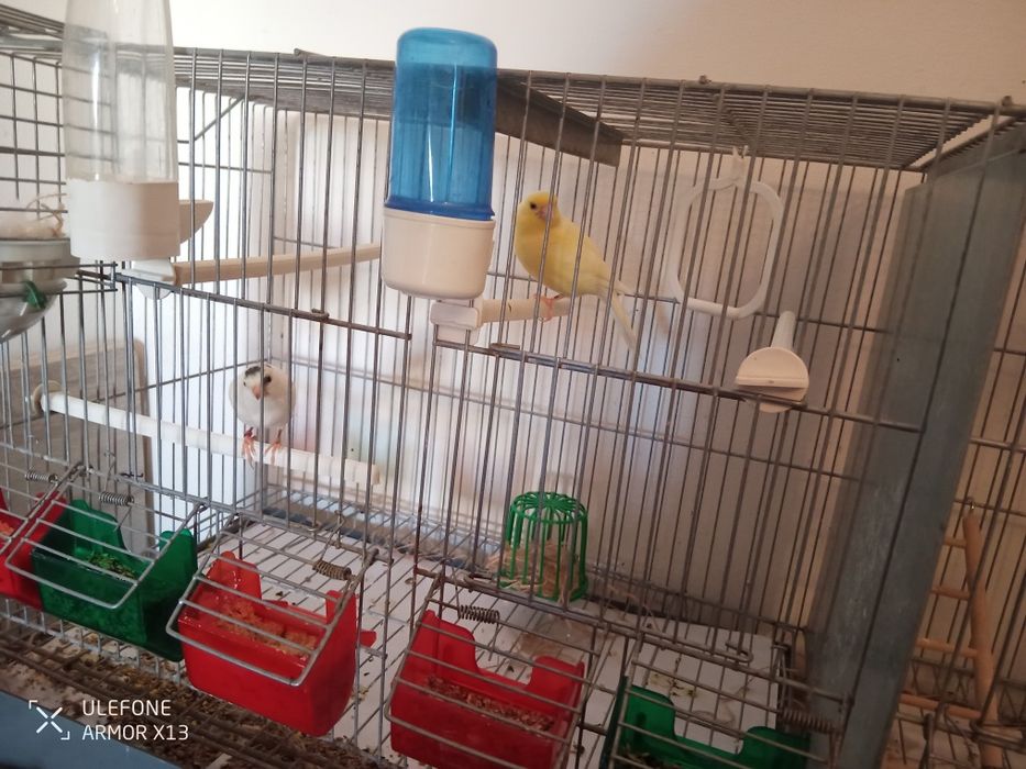 2 casais Canários  (4)