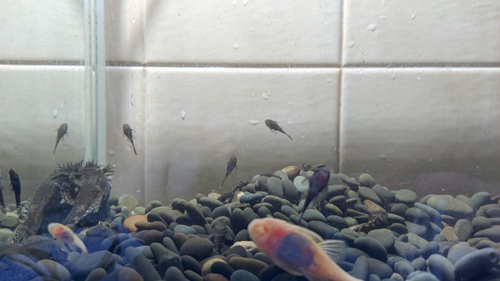 Малёк анциструса обыкновенного 1-2 -3 - 4 см, темный и альбинос