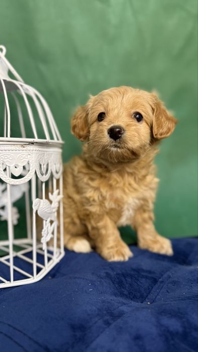 Дівчинка кризітка мальтіпушка