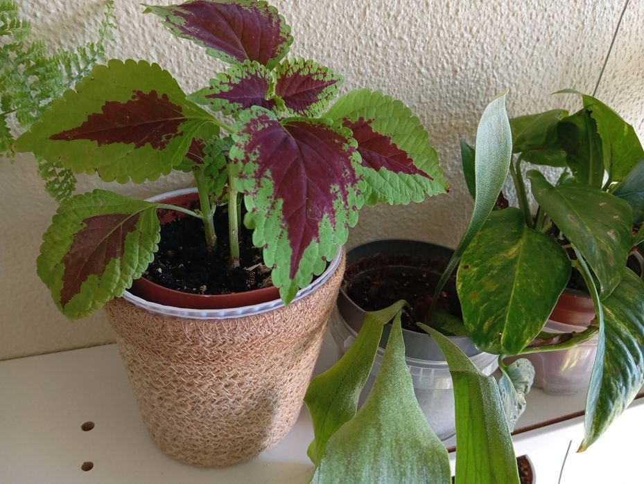 Plantas a 4 euros cada