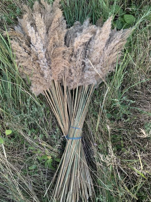 Очерет річний сухий пампасна трава Камыш сухоцвет тростник