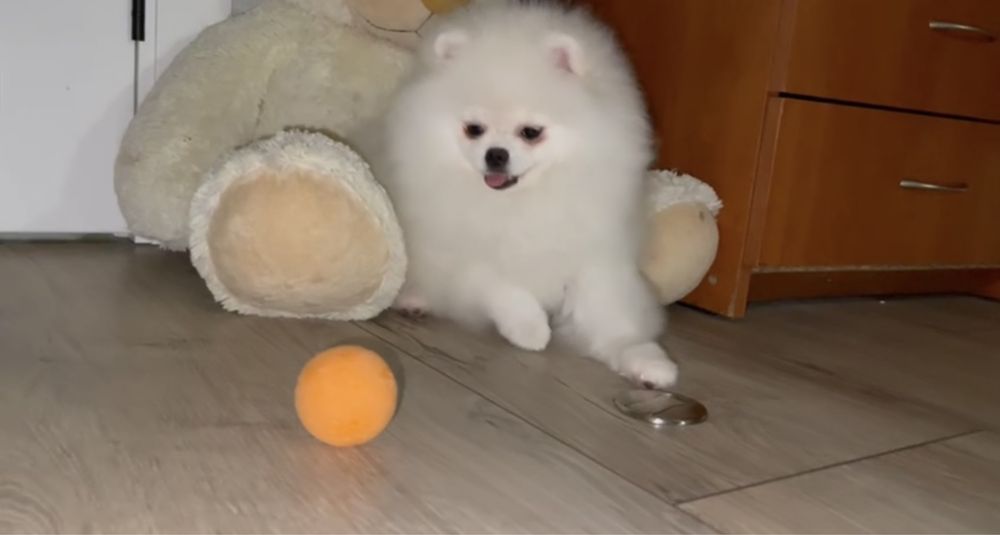 Нежная и воспитанная девочка белый померанский шпиц