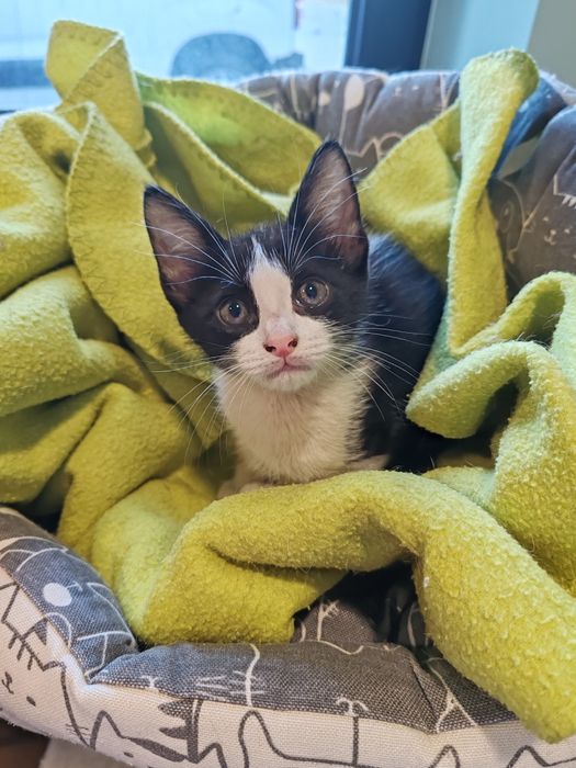 Gatinhos para adoção 2meses e meio