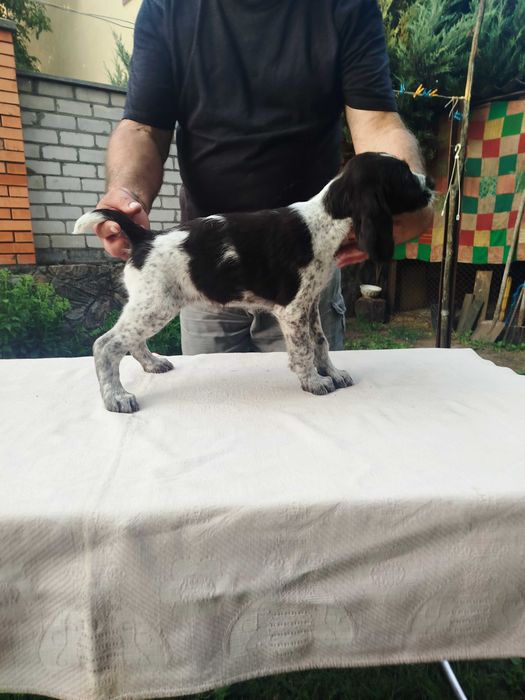 Продам цуценят дратхаара