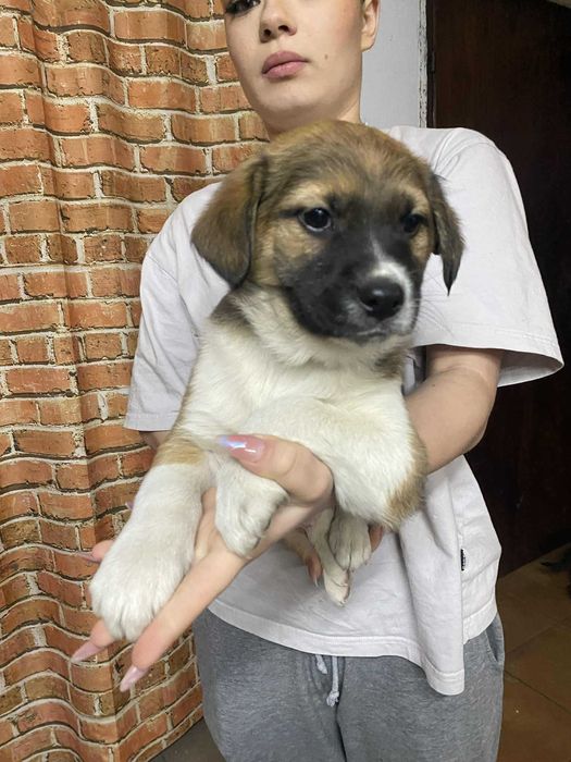 Kochane szczeniaczki