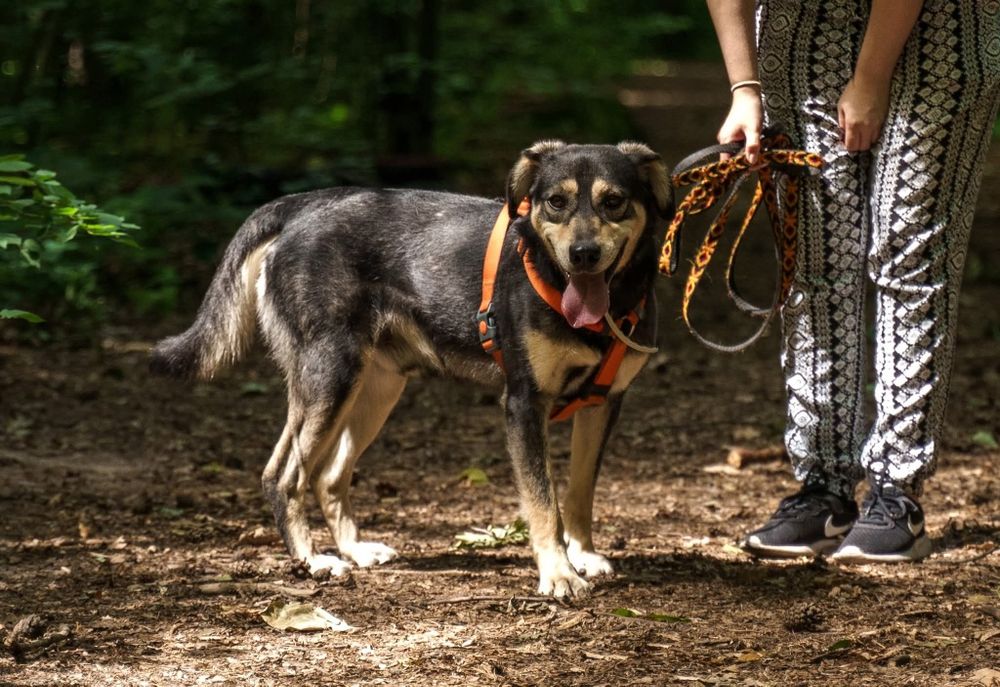 Gufi, szalony mlody psiak czeka na dom