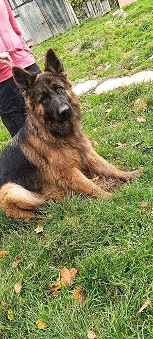 Owczarki niemieckie długowłose