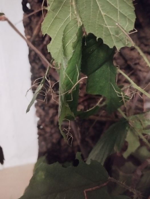 Patyczaki Rogate oddam za darmo