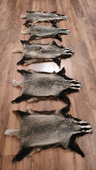 Skóra z borsuka wysylka