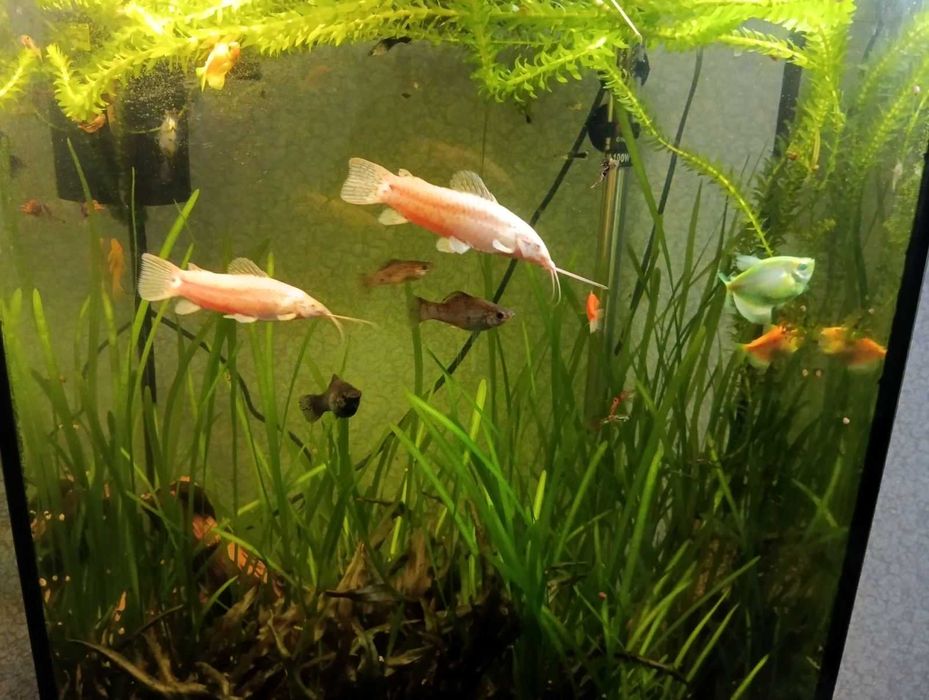 Продам акваріум об'ємом 90 літрів з усим обладнанням