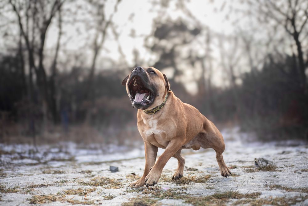 Pies Nr 17/26 DROGO Schronisko Psikot Chorzów