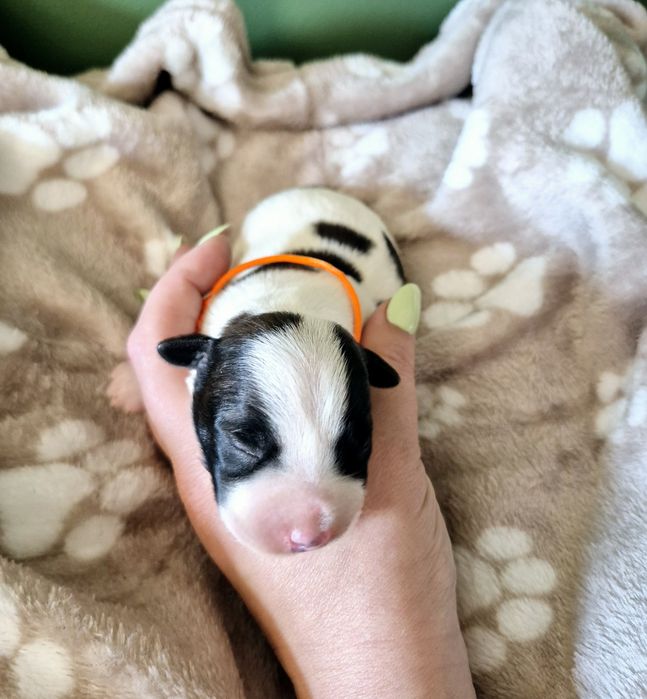 Jack Russell Terrier ZKwP gładkowłose szczenięta