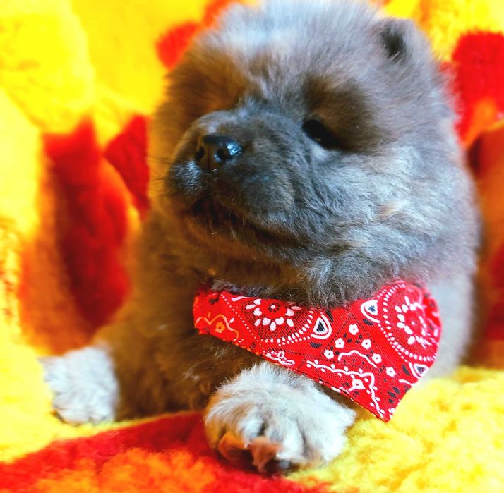 Suczka Chow-Chow ZKwP/ FCI