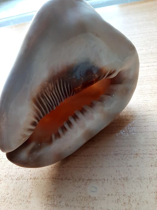 Ракушка океаническая