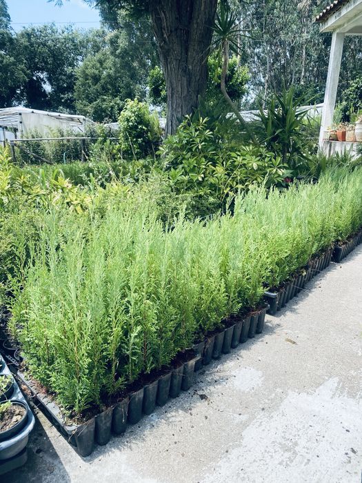 Cedros em covete cerca de 20/30cm