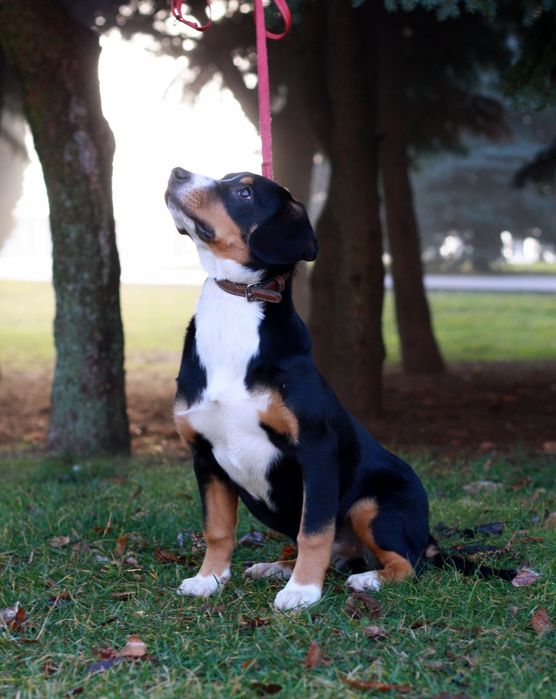 Найменший с зенненхундів! Ентлебухер зенненхунд! КСУ FCI