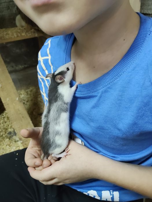 Sprzedam małe szczurki