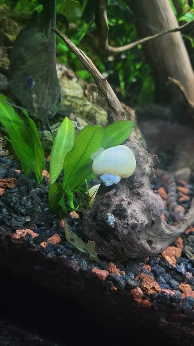 Ślimaki do akwarium .