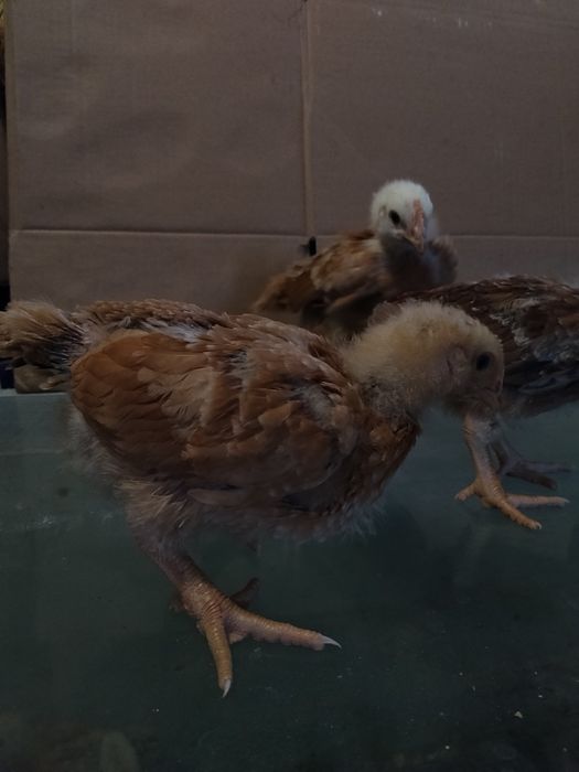 Курчата місячні ,,