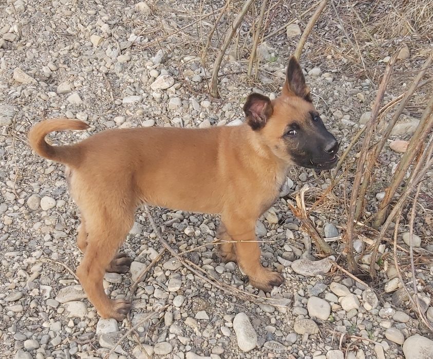 Бельгійська вівчарка Малінуа.