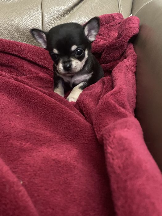 Sympatyczna sunia Chihuahua