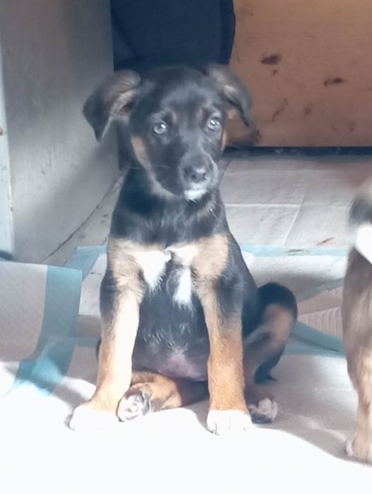 Pokochaj Misty daj dom