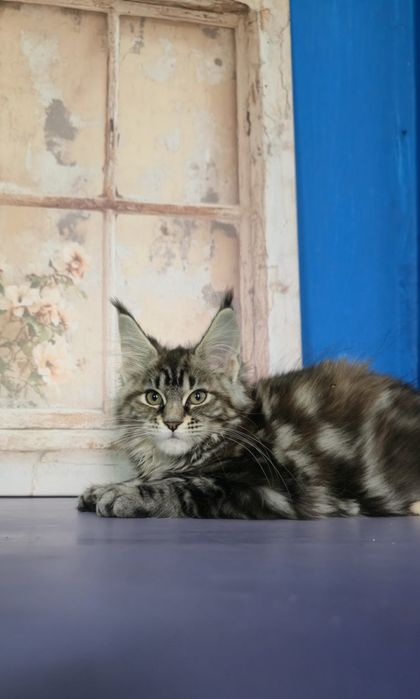 Мейн Кун дівчатка