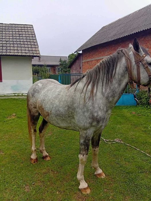 Продам жеребця 4,5 роки