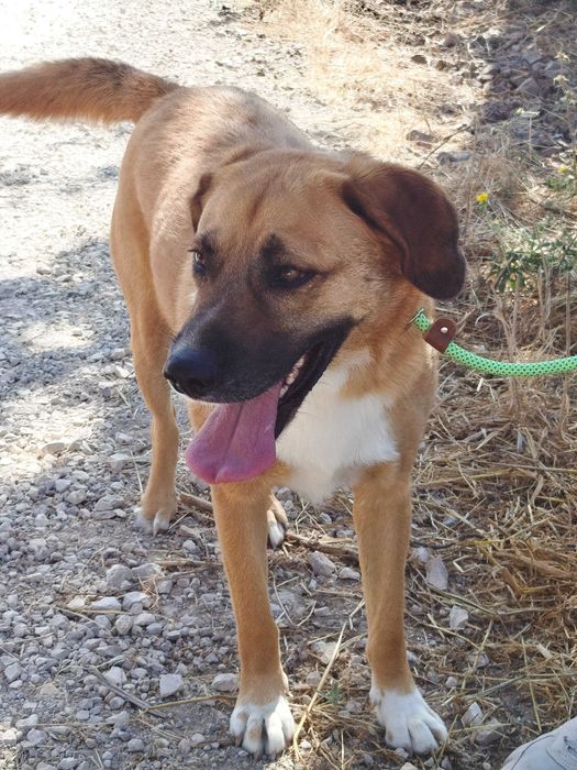 Perdido - cão médio grande para adoção