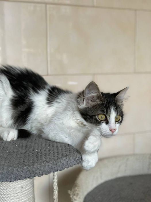 Кошеня Майра в добрі руки