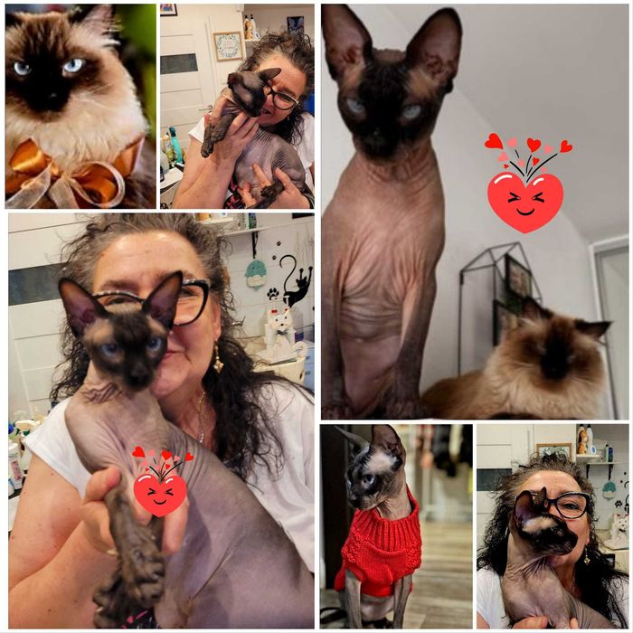 Salon pielęgnacji kotów Hau-Miał Zaprasza.