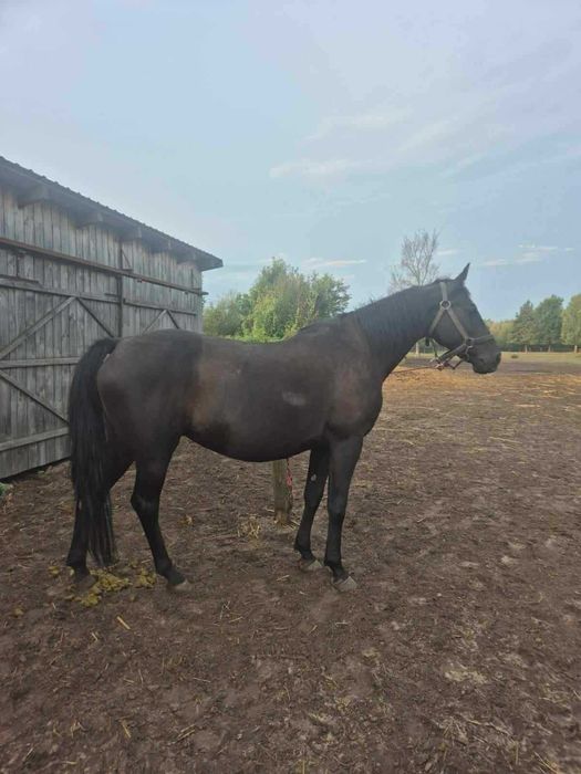 Klacz małopolska dopłatowa