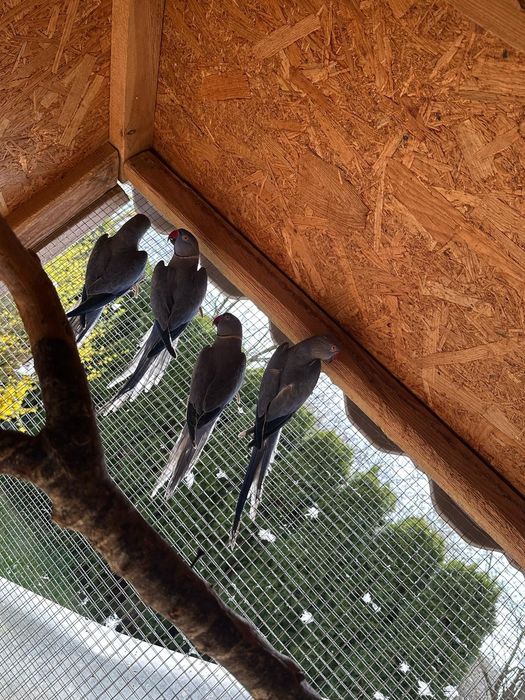 Aleksandretta  aleksandretty i inne