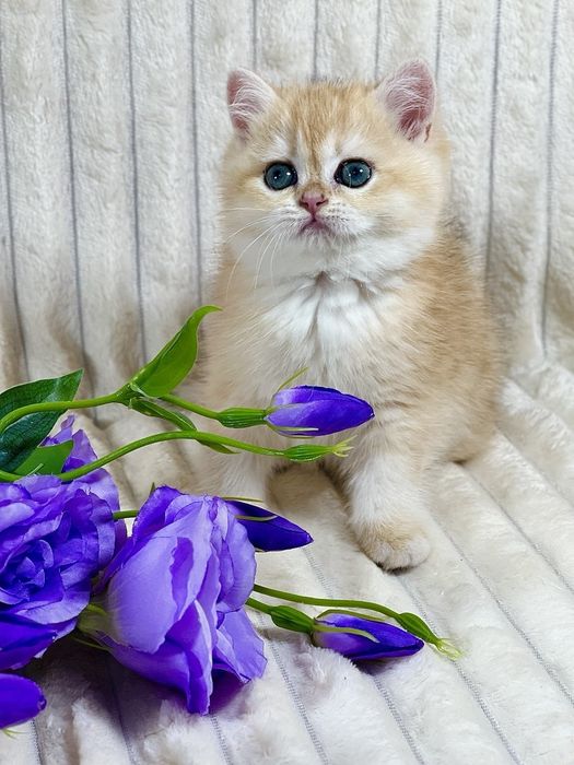 Золота шиншила клубне кошеня