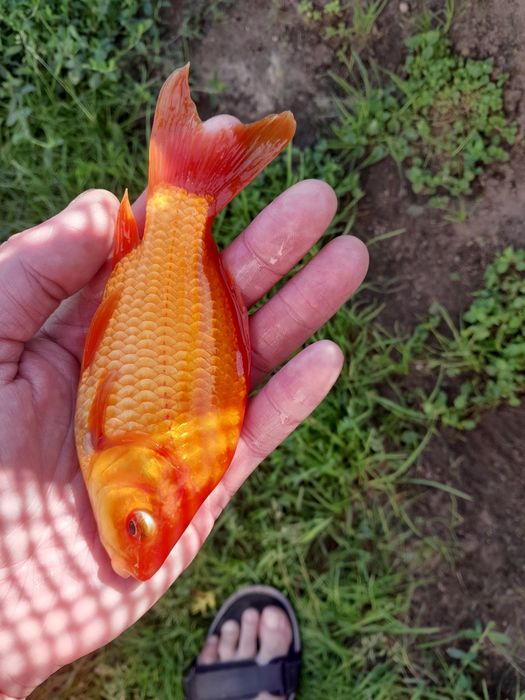Ryby narybek karp amur lin tolpyga jesiotr zloty karas pospolity