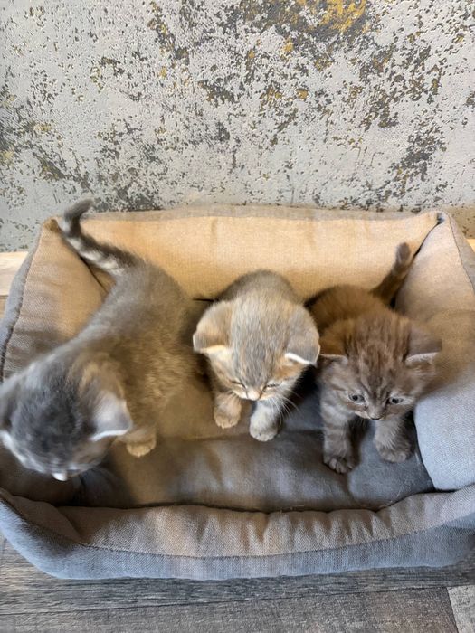 Шотландські кошенята