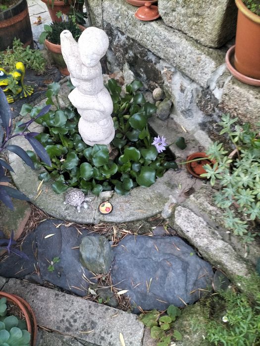 Plantas de lagos