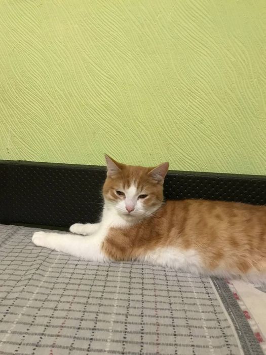 Отдам котят, бесплатно