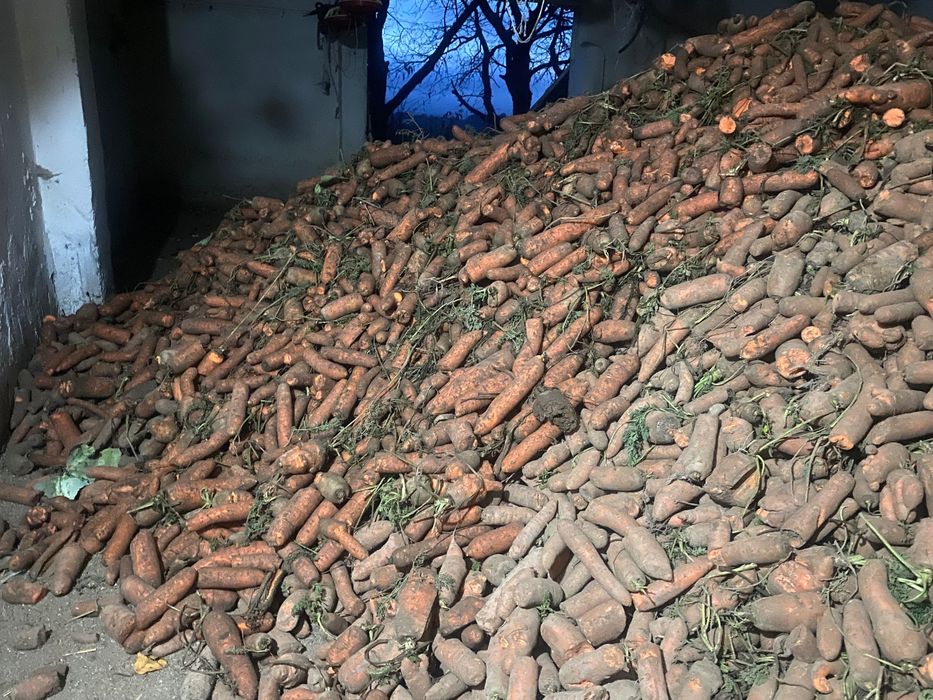 Marchew odsort/odpadowa