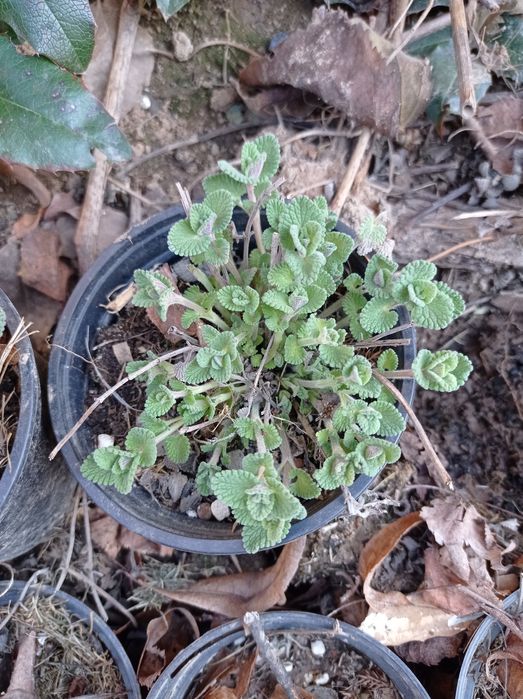 Nadwyżki bylin do ogrodu