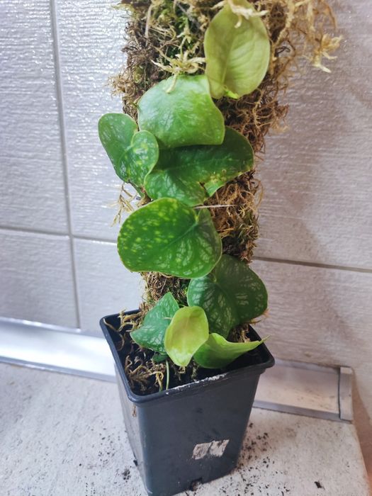 Monstera Dubia rosnąca na paliku