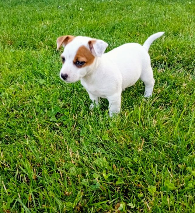Pieski Jack Russell Terrier
